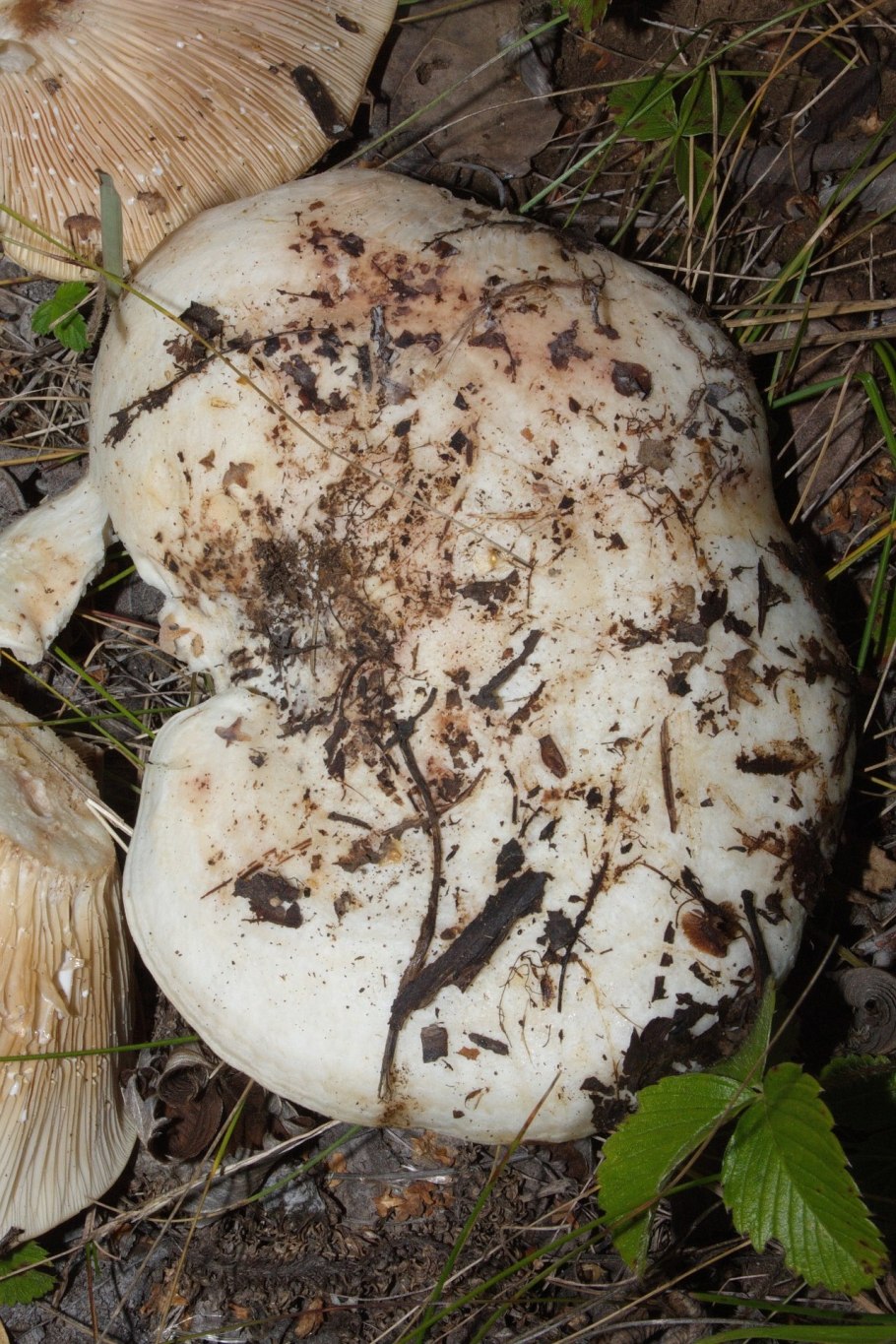 Осиновый груздь (Lactarius controversus)