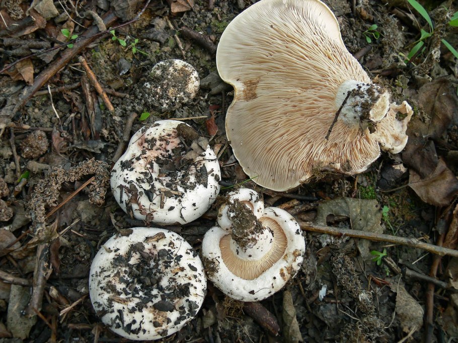 Осиновый груздь (Lactarius controversus)