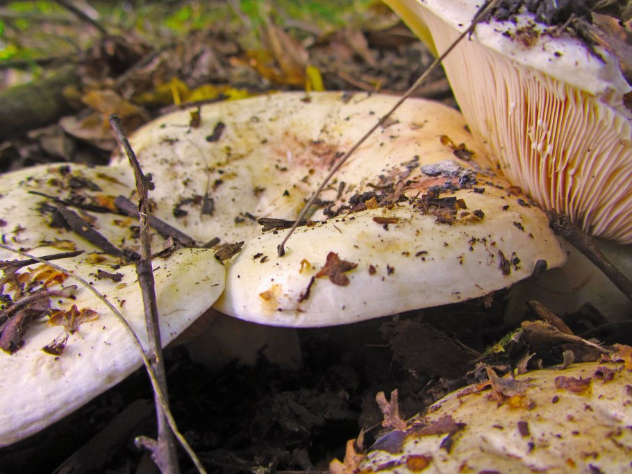 Груздь Дальневосточный