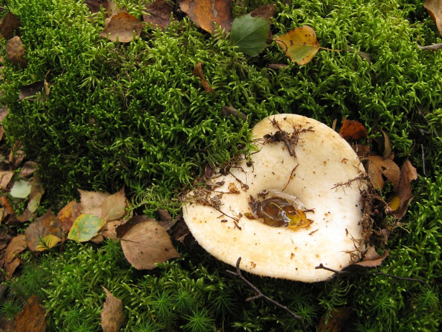 Груздь водянистозоновый (Lactarius aquizonatus)