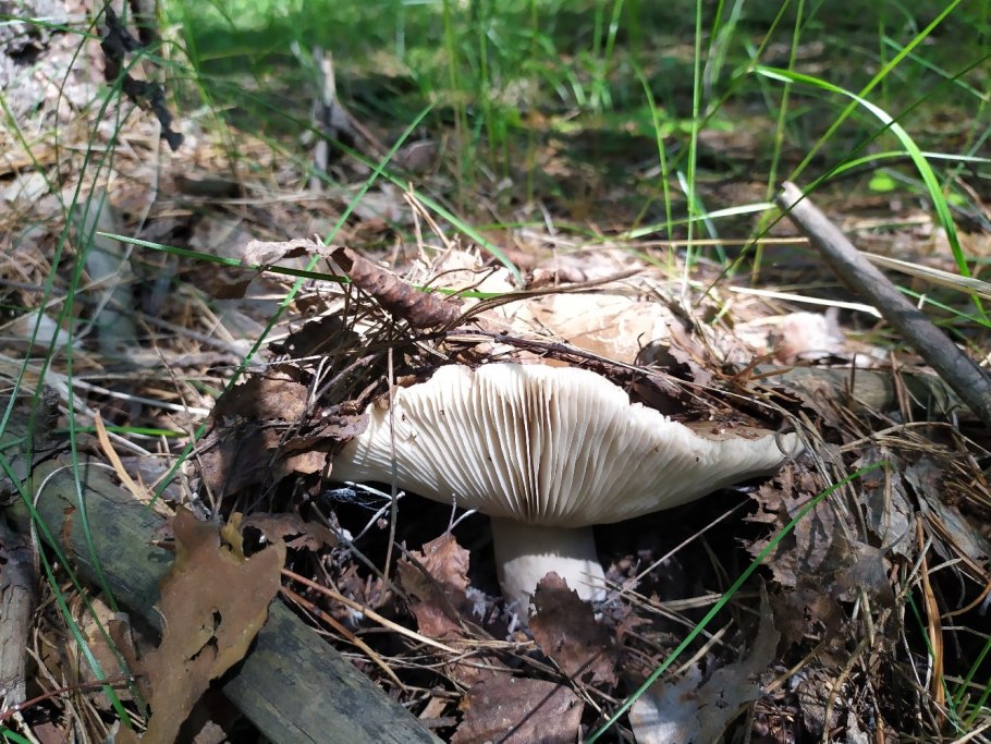 Груздь Крымский