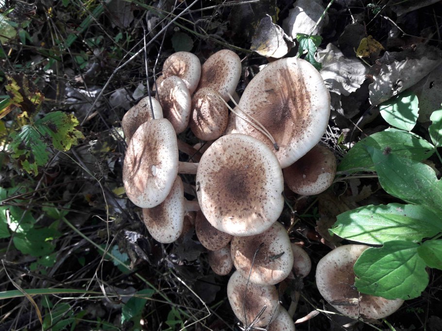 Опёнок серопластинчатый lat: Hypholoma capnoides