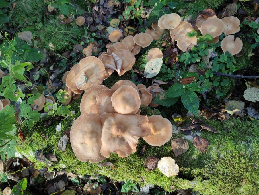 Ложноопёнок серопластинчатый или маковый