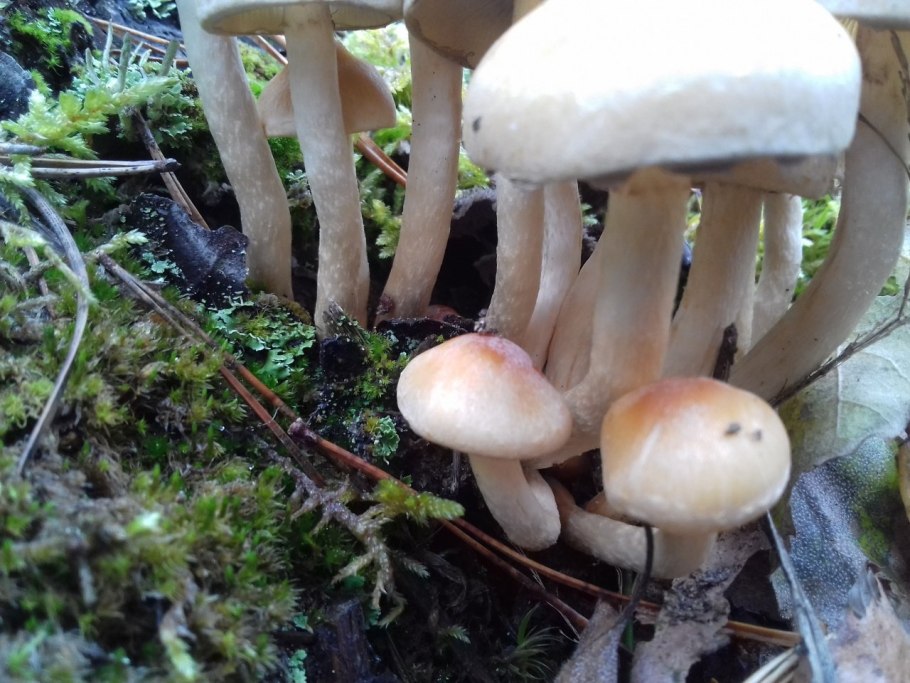 Опята серопластинчатые