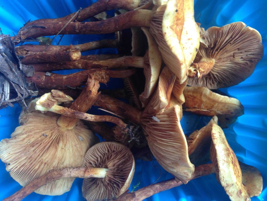 Переросшие опята