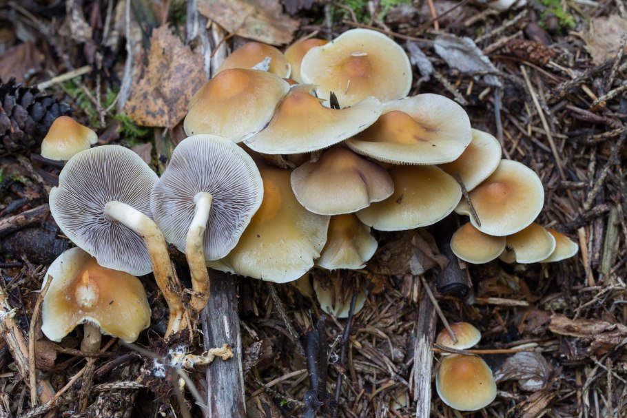 Опенок серопластинчатый Hypholoma