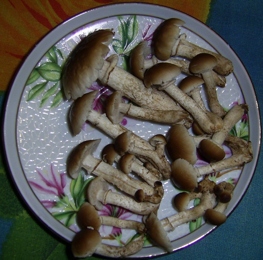 Гриб пахнет дустом