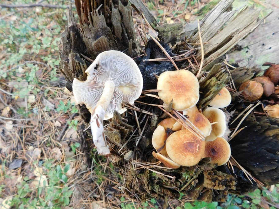 Ложноопенок кирпично-красный ядовитый