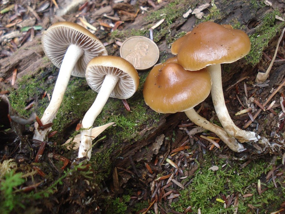 Hypholoma dispersum