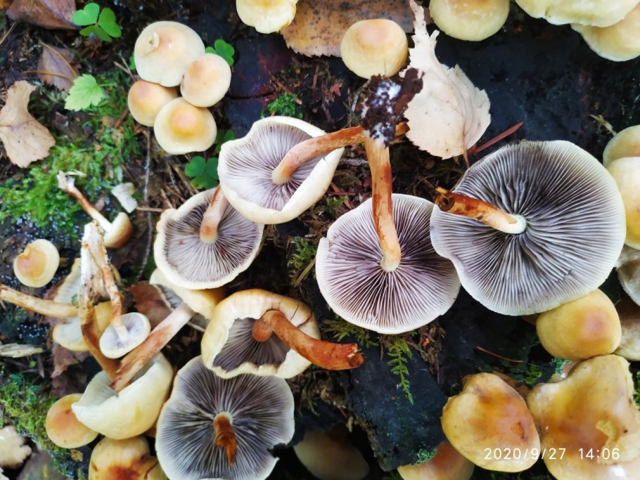 Ложноопенок серно-желтый