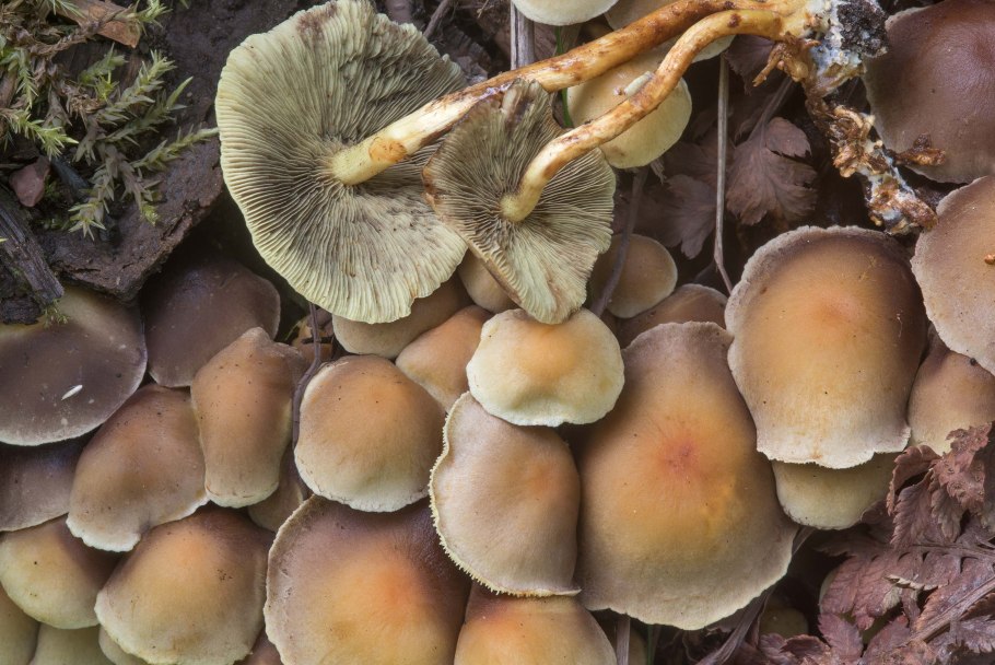 Ложный опенок серопластинчатый