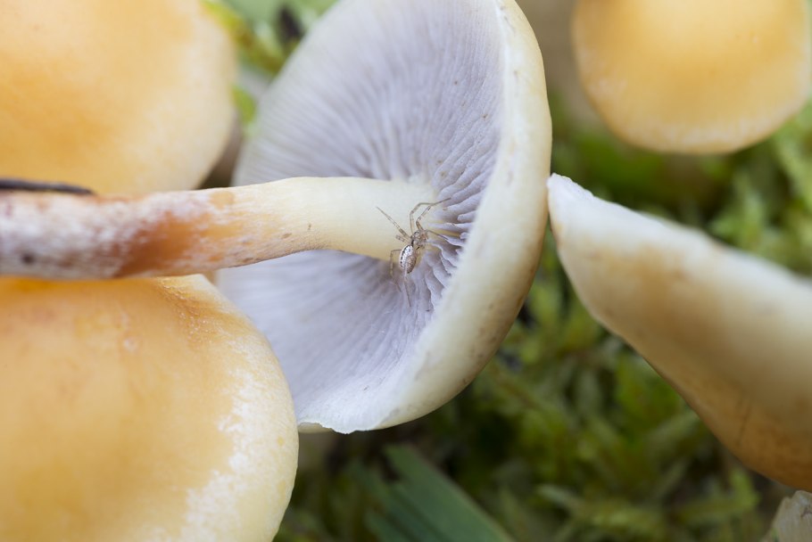 Ложный серный опенок