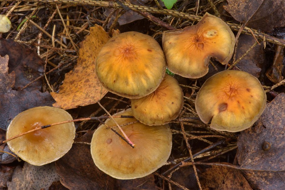 Ложноопёнок серопластинчатый