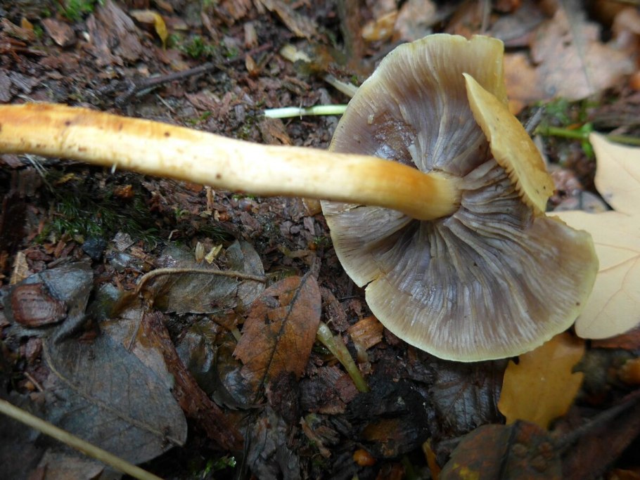 Ложноопёнок серопластинчатый