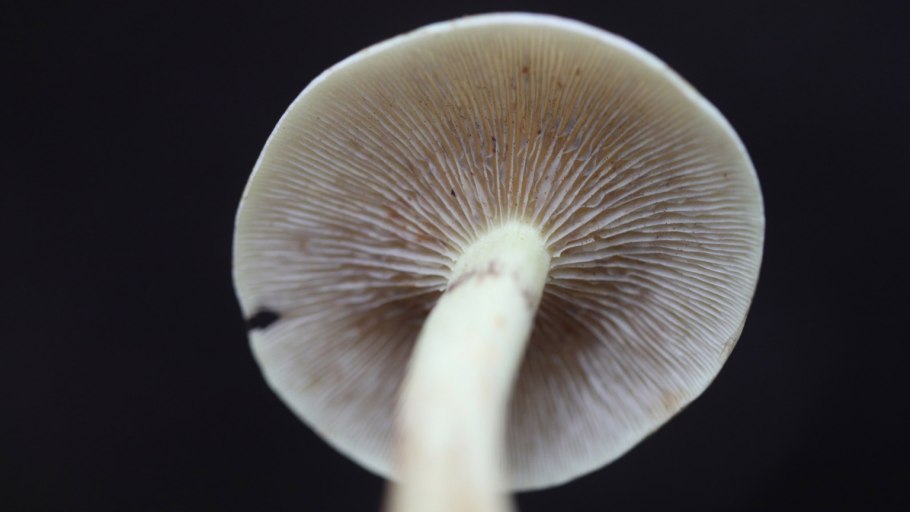 Опенок серопластинчатый Hypholoma