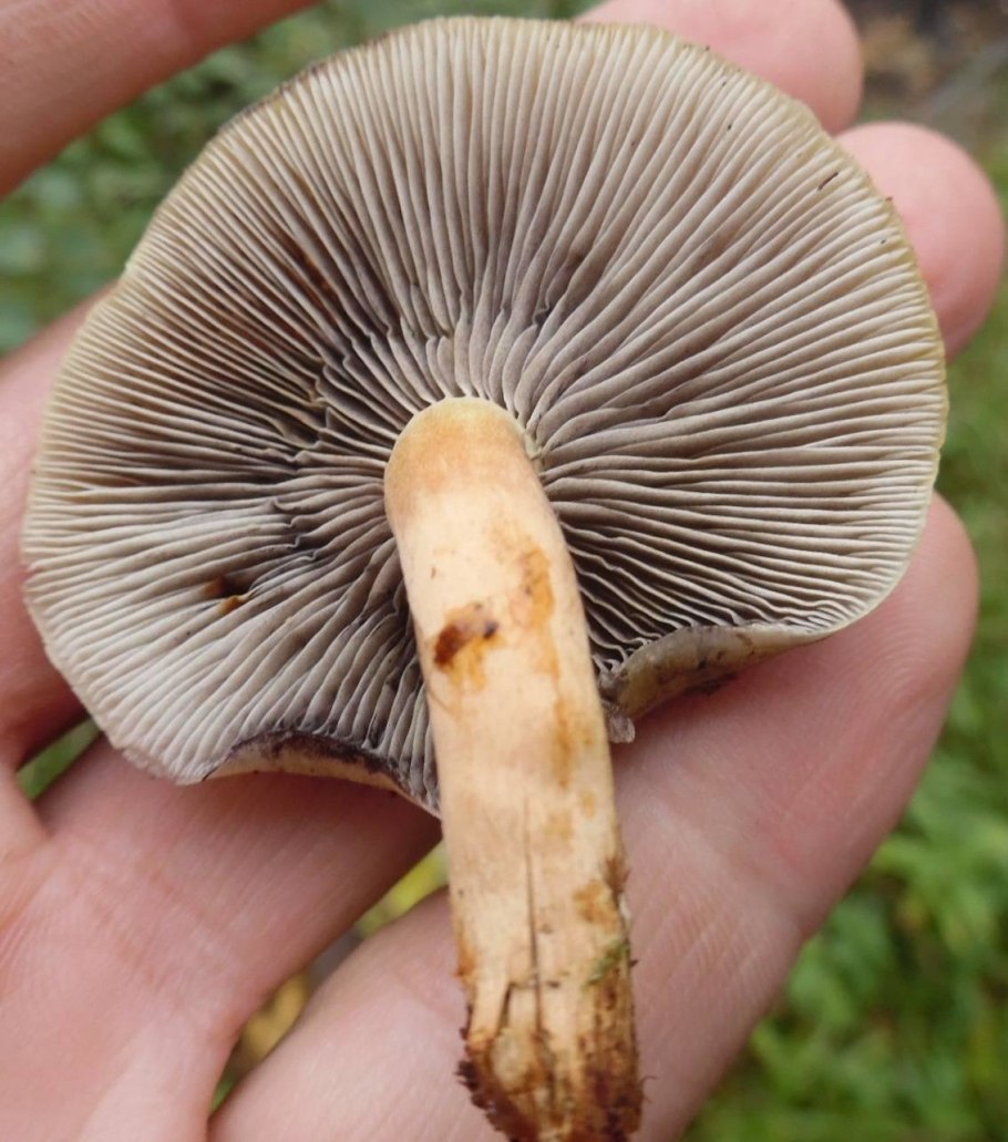 Опёнок серопластинчатый lat: Hypholoma capnoides