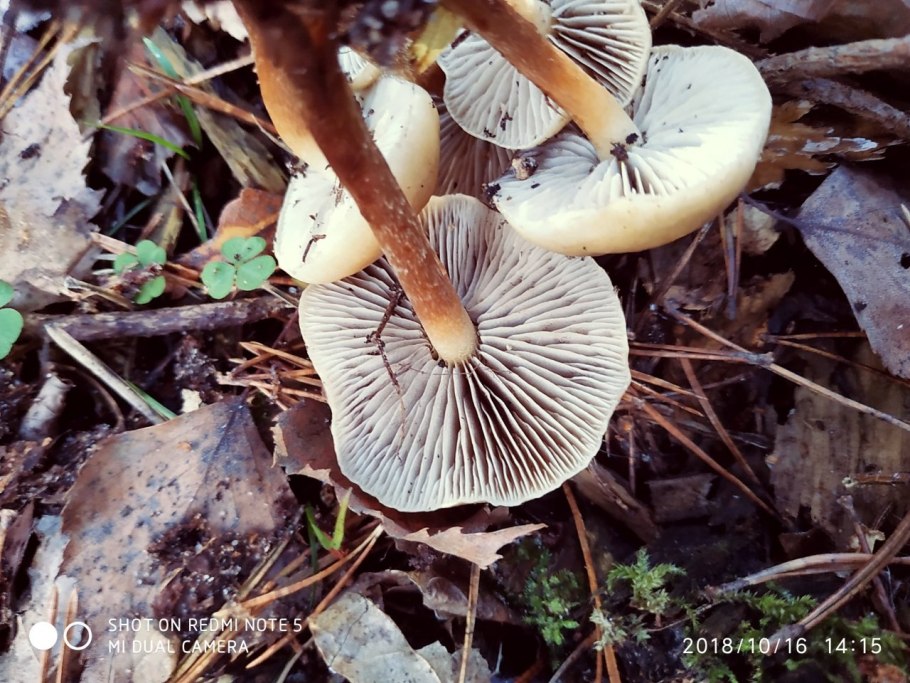 Опенок серопластинчатый гриб