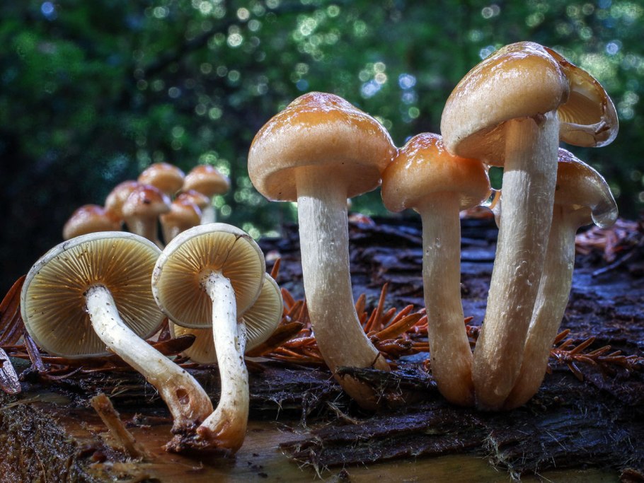 Hypholoma marginatum