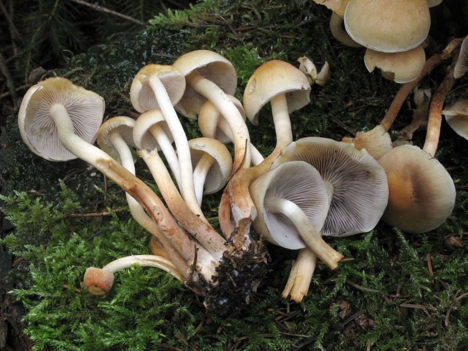 Ложноопёнок серопластинчатый Hypholoma capnoides