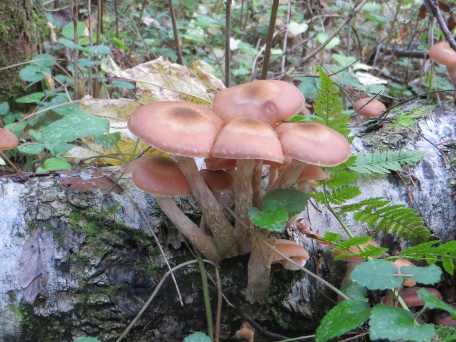 Опенок королевский