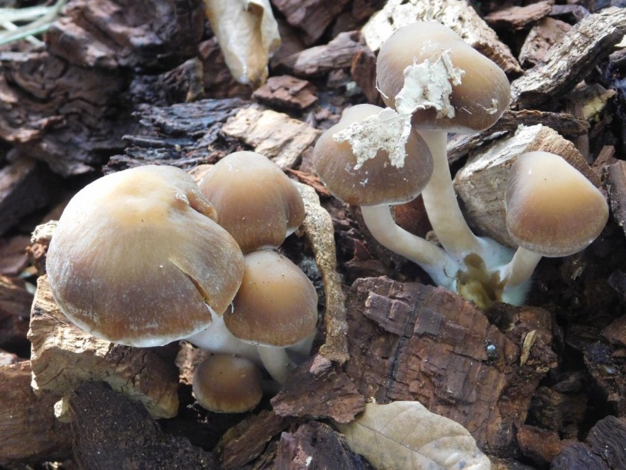 Японские опята