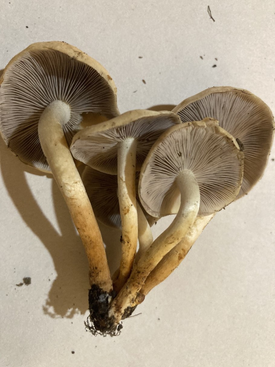 Псилоцибин ложный опенок