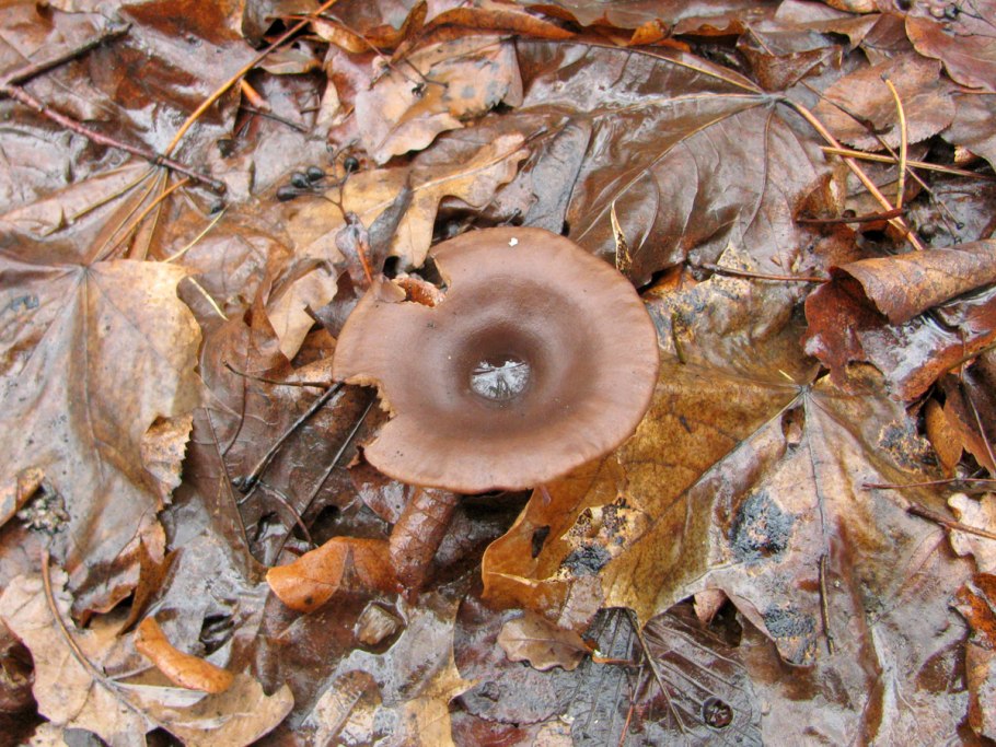 Съедобные грибы Ленинградской области