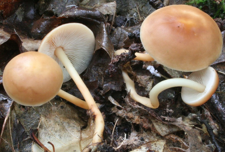 Грибы семейства Моховиков Рыжк