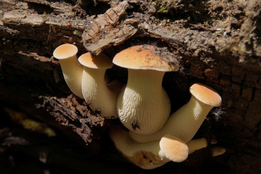 Гриб подорожник