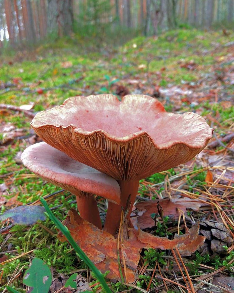 Gyromitra leucoxantha