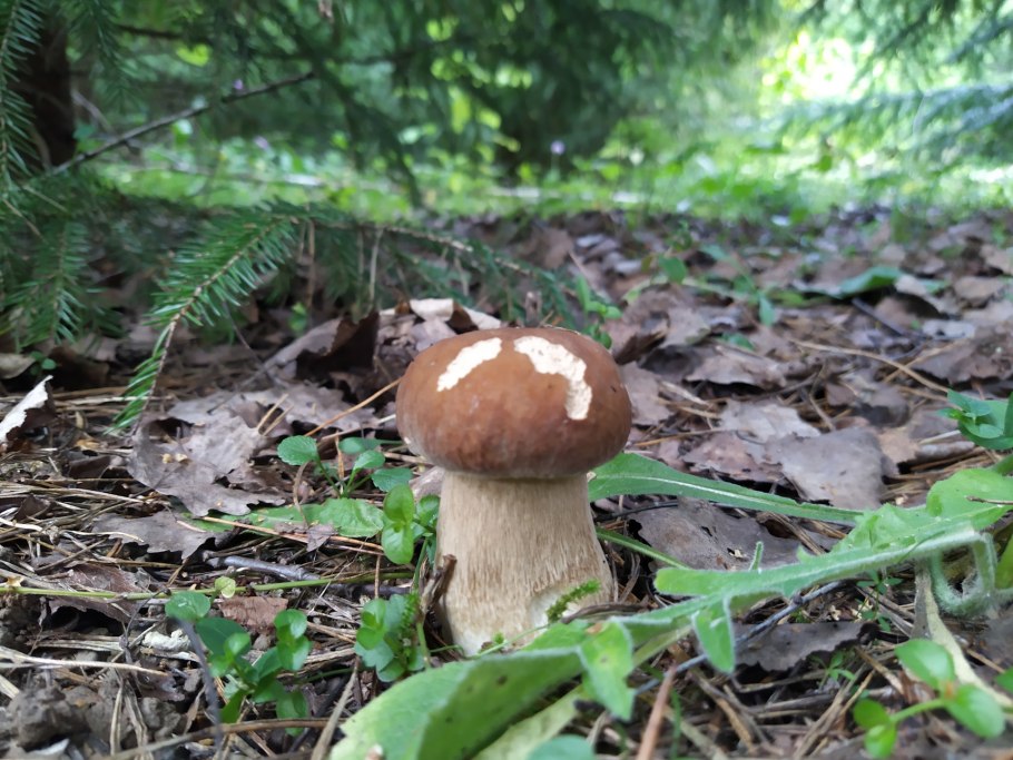 Млечник шиповатый