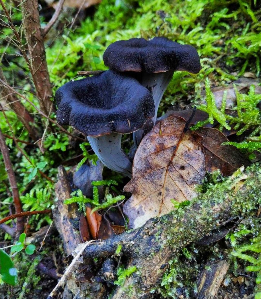 Осенний гриб губка