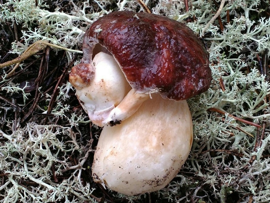 Сыроежка валуевидная