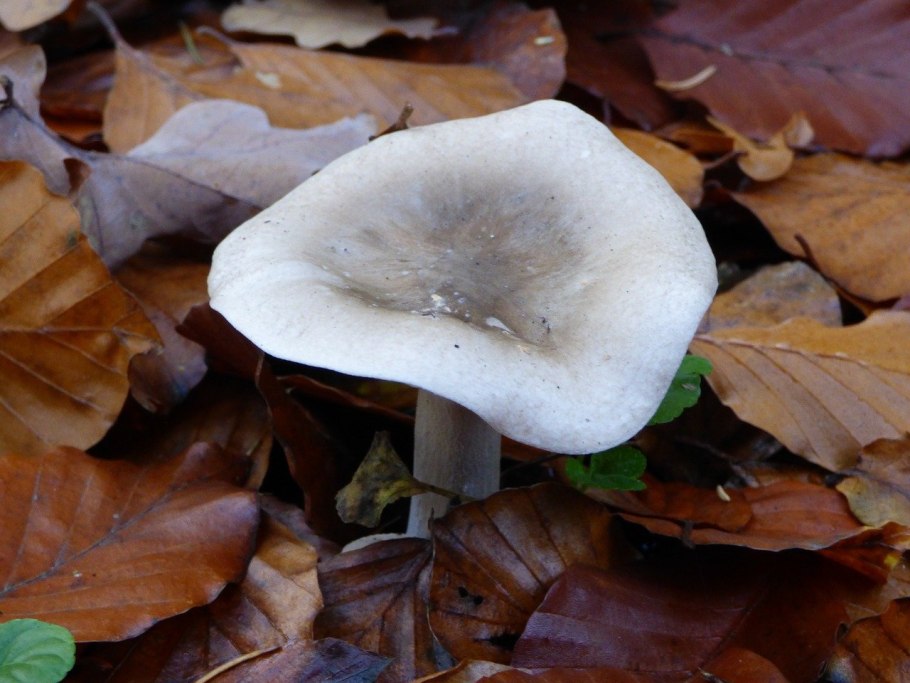 Clitocybe nebularis