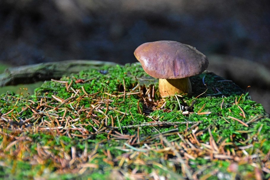 Ежовик полосатый Hydnellum concrescens