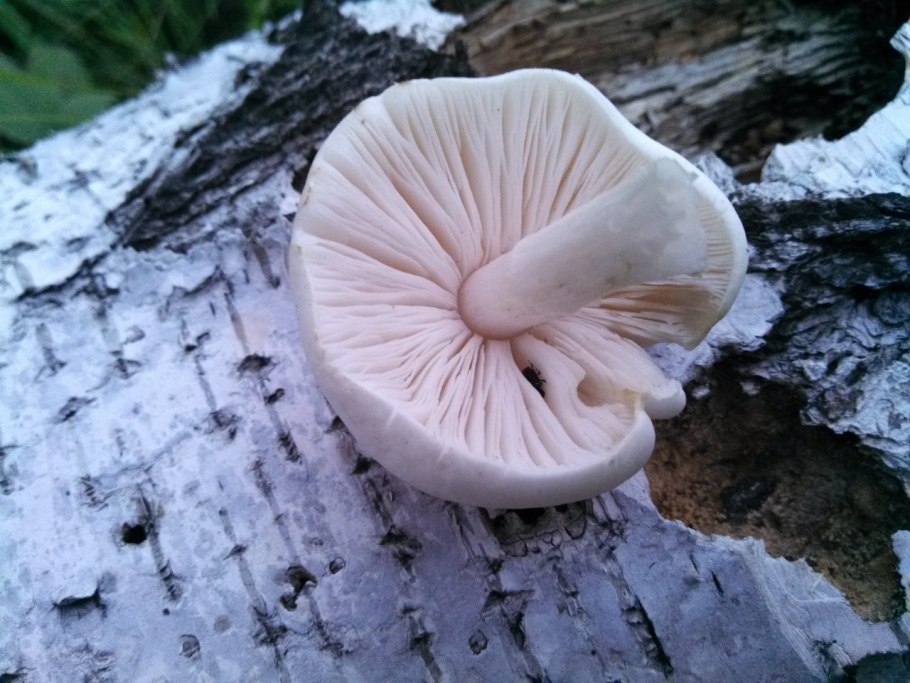 Съедобные грибы Забайкалья