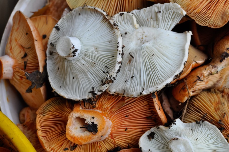 Красный Чикой рыжики