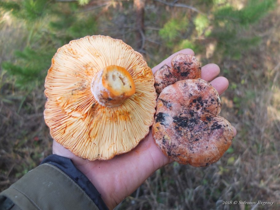 Маслята и рыжики