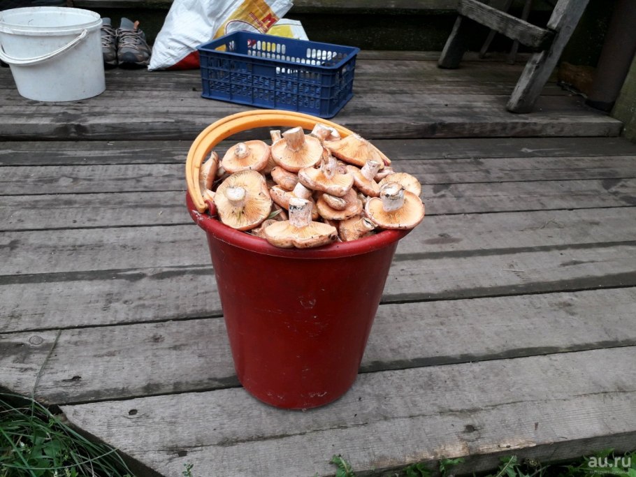 Грибы рыжики и лисички разница