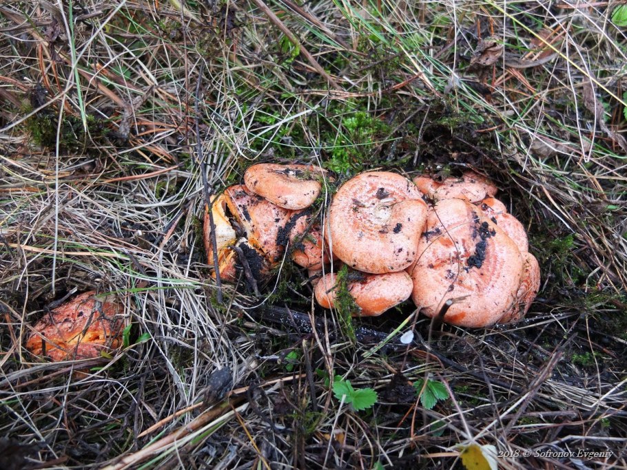 Царский гриб Рыжик