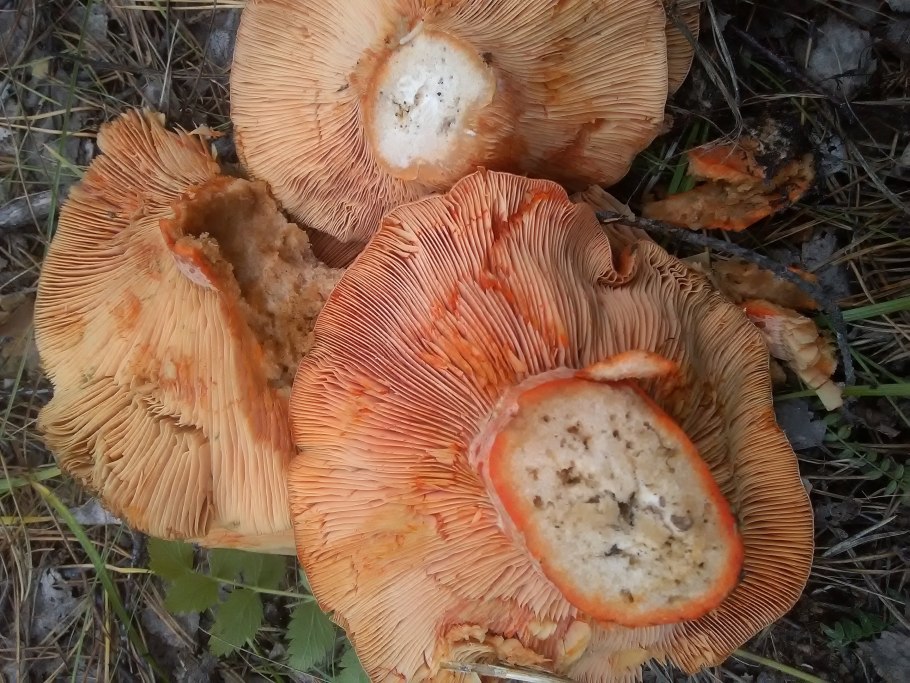 Подберезовики червивые