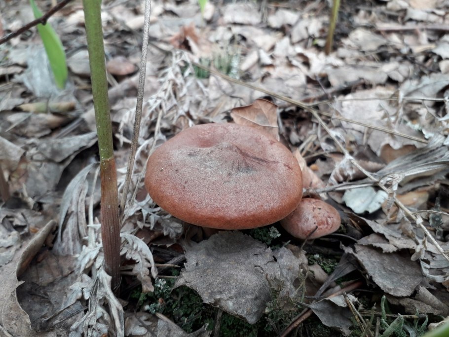 Сбор грибов рыжиков