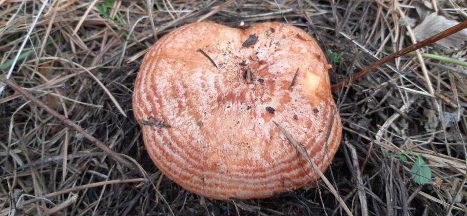 Рыжик сосновый боровой lactarius deliciosus
