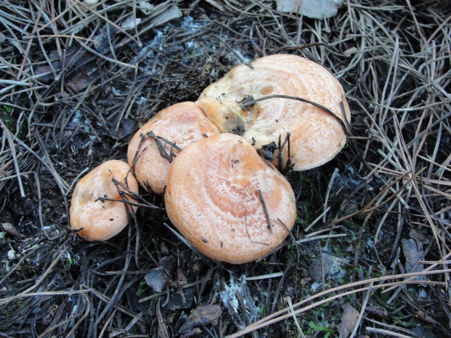 Lactarius torminosus – волнушка