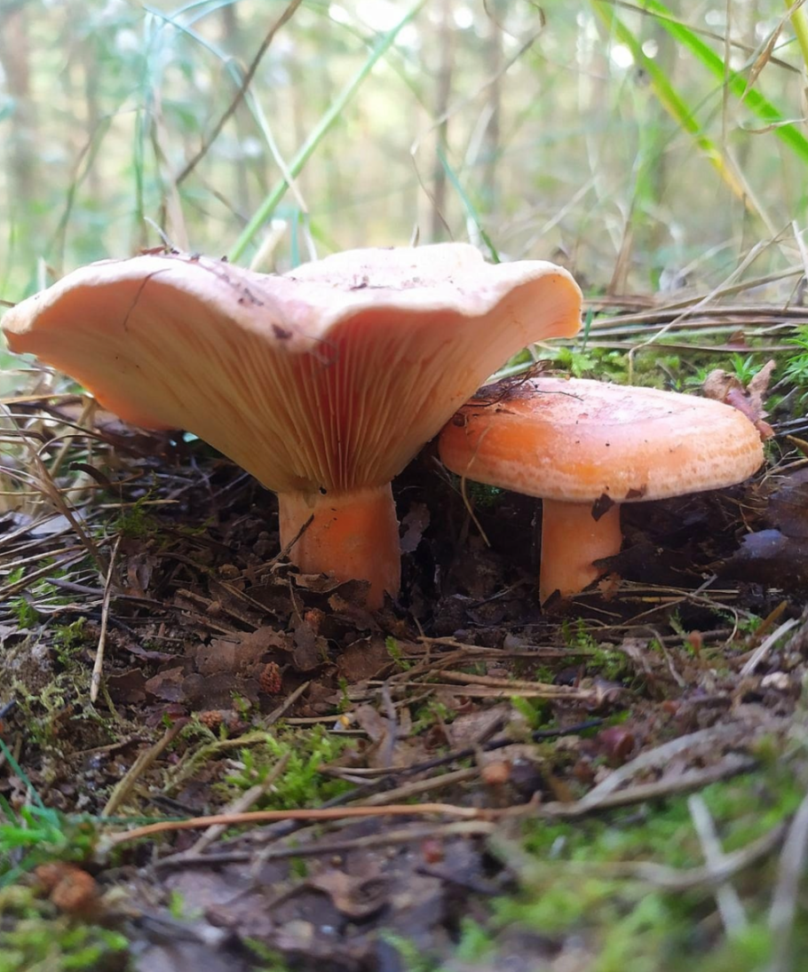 Рыжик гриб съедобный