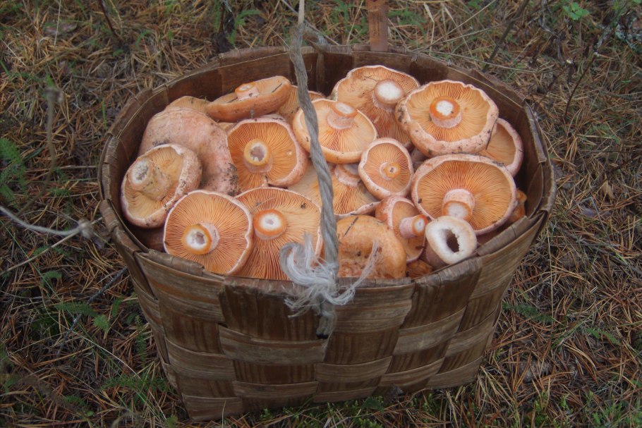 Рыжик маринованный синий