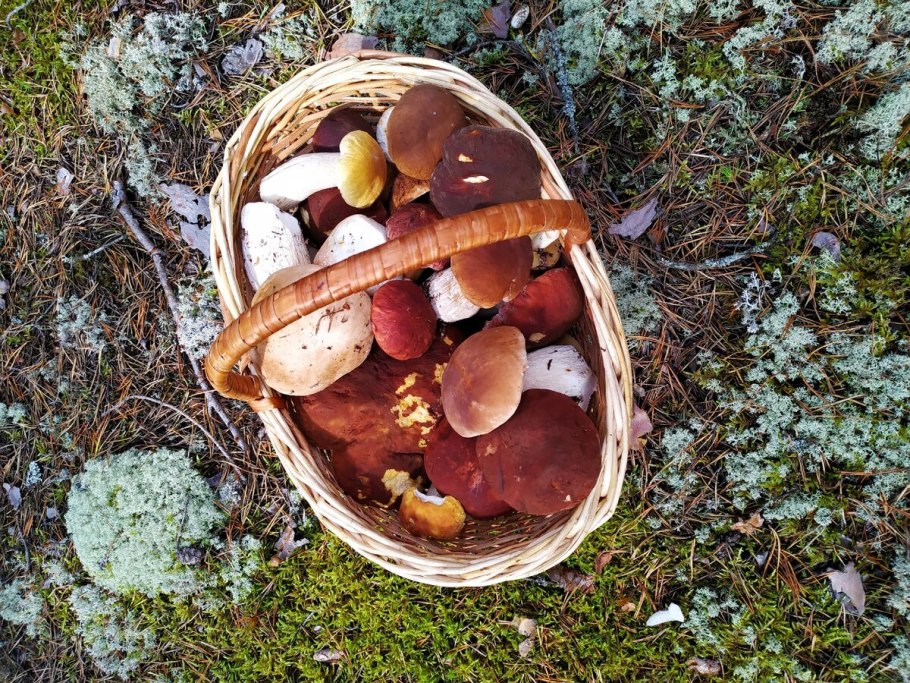 Грибы Деревенские Мээр