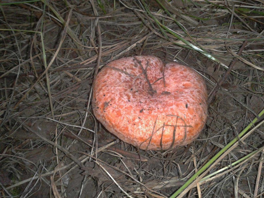 Рыжики пораженные гипомицесом