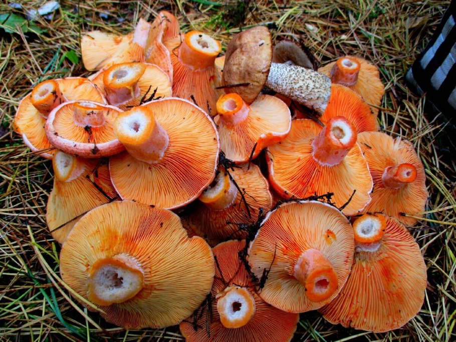 Грибы рыжики 1920х