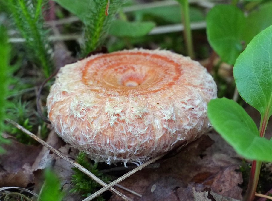 Грибы рыжики 2002